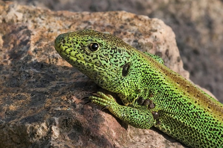 Zauneidechse Lacerta agilis